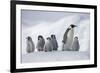 Emperor Penguins in Antarctica-null-Framed Photographic Print