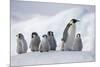 Emperor Penguins in Antarctica-null-Mounted Photographic Print