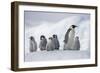 Emperor Penguins in Antarctica-null-Framed Photographic Print