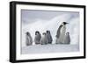 Emperor Penguins in Antarctica-null-Framed Photographic Print