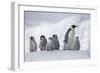 Emperor Penguins in Antarctica-null-Framed Photographic Print