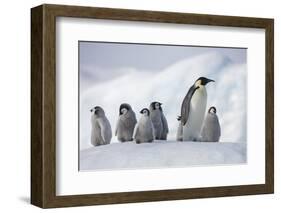 Emperor Penguins in Antarctica-null-Framed Photographic Print