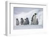 Emperor Penguins in Antarctica-null-Framed Photographic Print