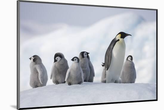 Emperor Penguins in Antarctica-null-Mounted Photographic Print