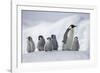 Emperor Penguins in Antarctica-null-Framed Photographic Print