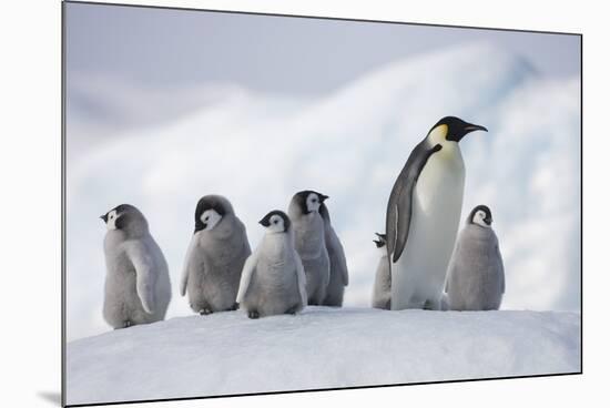 Emperor Penguins in Antarctica-null-Mounted Photographic Print