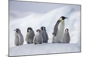 Emperor Penguins in Antarctica-null-Mounted Photographic Print