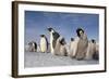 Emperor Penguins in Antarctica-null-Framed Photographic Print