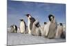 Emperor Penguins in Antarctica-null-Mounted Photographic Print