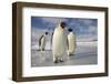 Emperor Penguins in Antarctica-Paul Souders-Framed Photographic Print