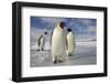 Emperor Penguins in Antarctica-Paul Souders-Framed Photographic Print