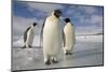 Emperor Penguins in Antarctica-Paul Souders-Mounted Photographic Print