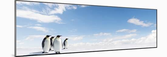 Emperor Penguins In Antarctica-Jan Martin Will-Mounted Photographic Print