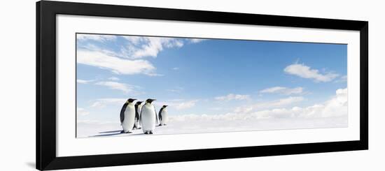 Emperor Penguins In Antarctica-Jan Martin Will-Framed Photographic Print