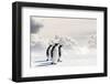 Emperor Penguins In Antarctica-Jan Martin Will-Framed Photographic Print