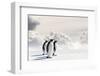 Emperor Penguins In Antarctica-Jan Martin Will-Framed Photographic Print