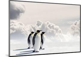 Emperor Penguins In Antarctica-Jan Martin Will-Mounted Photographic Print