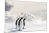 Emperor Penguins In Antarctica-Jan Martin Will-Mounted Photographic Print