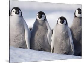 Emperor Penguins in Antarctica-Paul Souders-Stretched Canvas