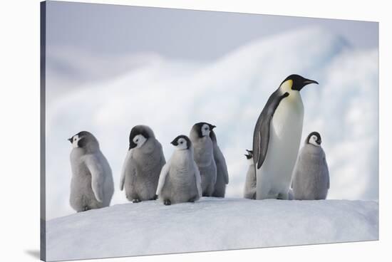 Emperor Penguins in Antarctica-null-Stretched Canvas