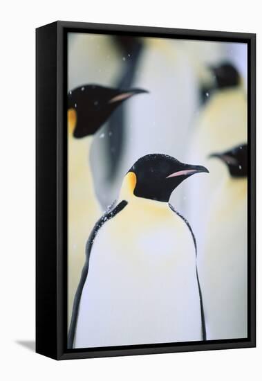 Emperor Penguins in the Snow-DLILLC-Framed Stretched Canvas