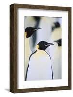 Emperor Penguins in the Snow-DLILLC-Framed Photographic Print