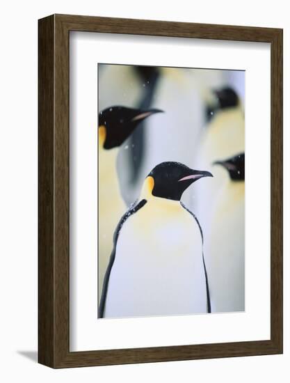 Emperor Penguins in the Snow-DLILLC-Framed Photographic Print