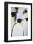 Emperor Penguins in the Snow-DLILLC-Framed Photographic Print