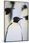 Emperor Penguins in the Snow-DLILLC-Mounted Photographic Print
