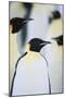 Emperor Penguins in the Snow-DLILLC-Mounted Photographic Print