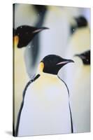 Emperor Penguins in the Snow-DLILLC-Stretched Canvas