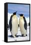 Emperor Penguins Pair-null-Framed Stretched Canvas