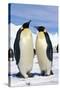 Emperor Penguins Pair-null-Stretched Canvas