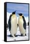 Emperor Penguins Pair-null-Framed Stretched Canvas