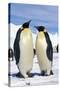 Emperor Penguins Pair-null-Stretched Canvas