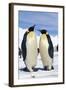 Emperor Penguins Pair-null-Framed Photographic Print