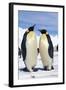 Emperor Penguins Pair-null-Framed Photographic Print