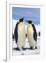 Emperor Penguins Pair-null-Framed Photographic Print