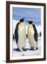 Emperor Penguins Pair-null-Framed Photographic Print