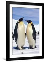 Emperor Penguins Pair-null-Framed Photographic Print