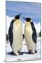 Emperor Penguins Pair-null-Mounted Photographic Print
