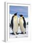 Emperor Penguins Pair-null-Framed Photographic Print