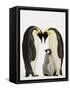 Emperor Penguins Protecting Chick-John Conrad-Framed Stretched Canvas