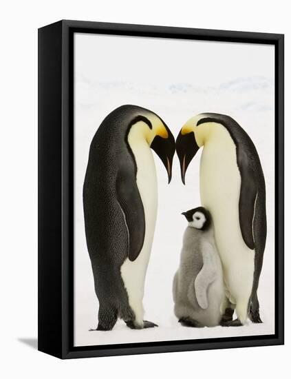 Emperor Penguins Protecting Chick-John Conrad-Framed Stretched Canvas