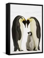 Emperor Penguins Protecting Chick-John Conrad-Framed Stretched Canvas