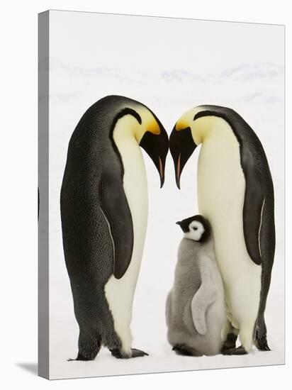 Emperor Penguins Protecting Chick-John Conrad-Stretched Canvas