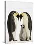 Emperor Penguins Protecting Chick-John Conrad-Stretched Canvas