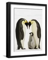 Emperor Penguins Protecting Chick-John Conrad-Framed Photographic Print