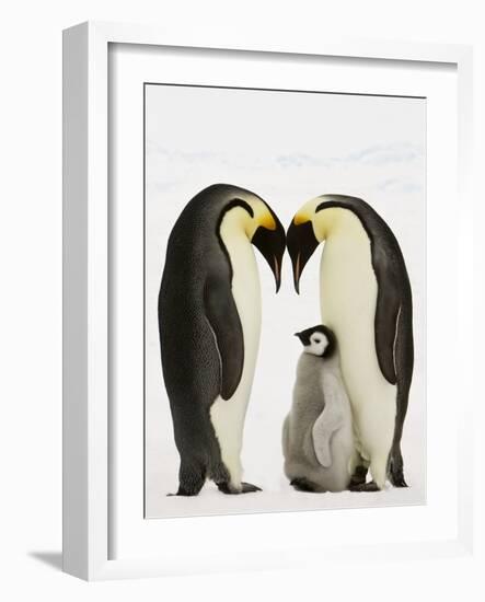 Emperor Penguins Protecting Chick-John Conrad-Framed Photographic Print