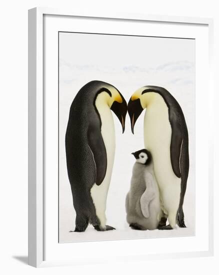 Emperor Penguins Protecting Chick-John Conrad-Framed Photographic Print